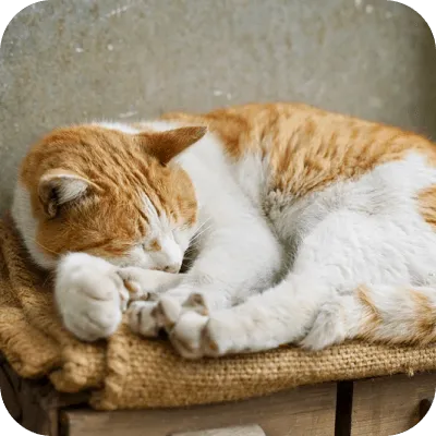 写真:猫が寝ています。