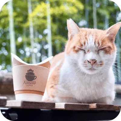 写真:猫が寝ています