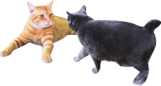 装飾:茶色と黒色の猫