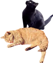 装飾:黒色の猫と茶色の猫